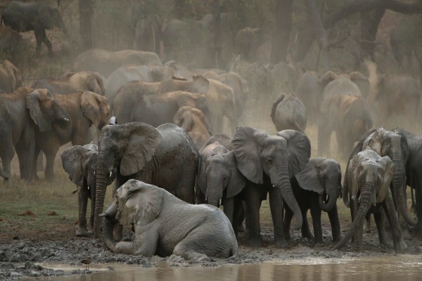 Wild Frontiers