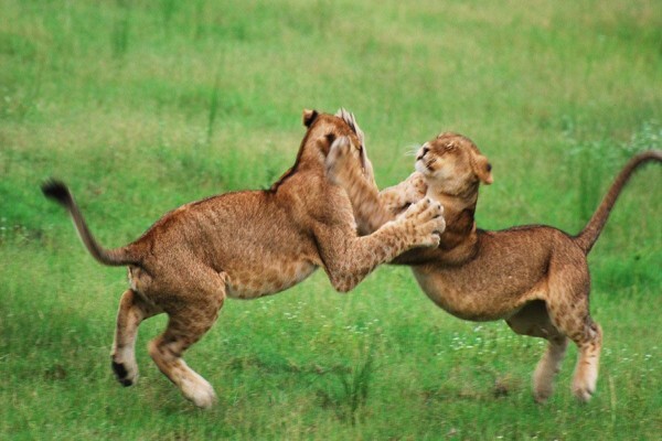 Wild Frontiers