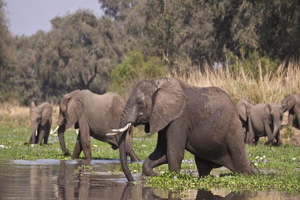 Wild Frontiers