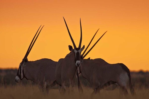Wild Frontiers