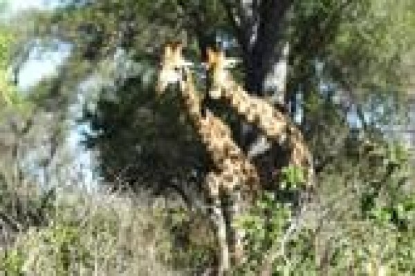 Adaro Tours