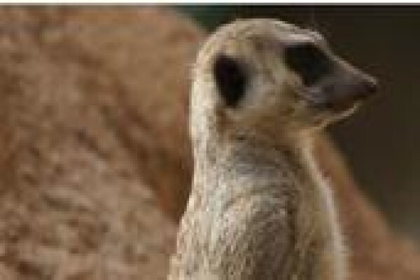 Adaro Tours