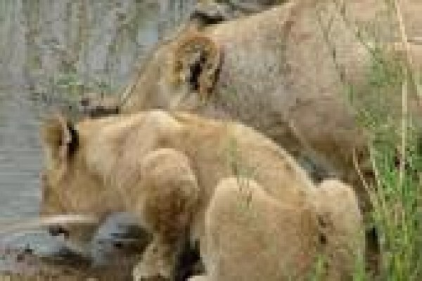 Adaro Tours