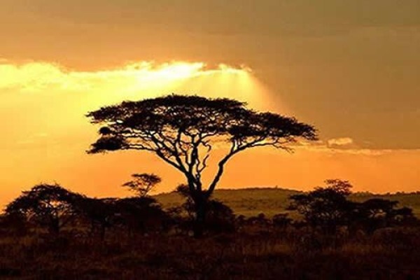 Fleet Foot Safaris