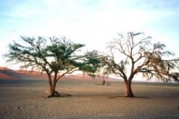 Fleet Foot Safaris