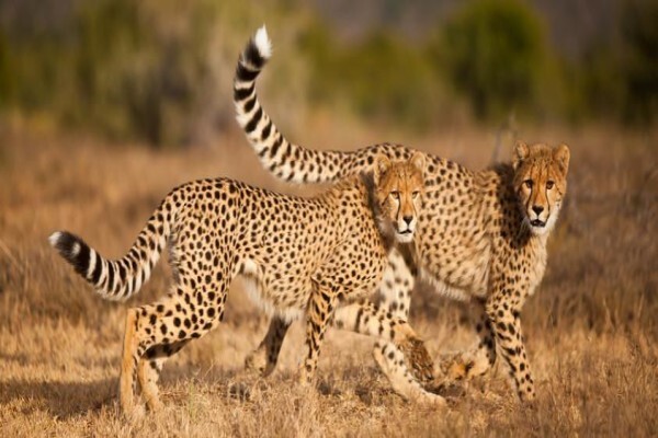 Fleet Foot Safaris