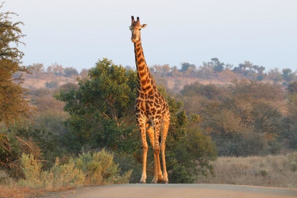 Kurt Safari