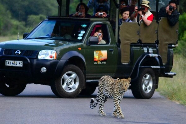 Kurt Safari