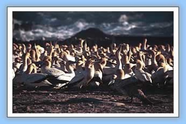 Bird-Watch Cape Tours