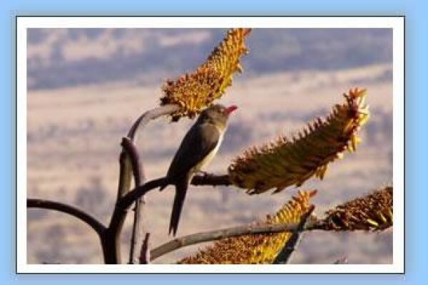 Bird-Watch Cape Tours