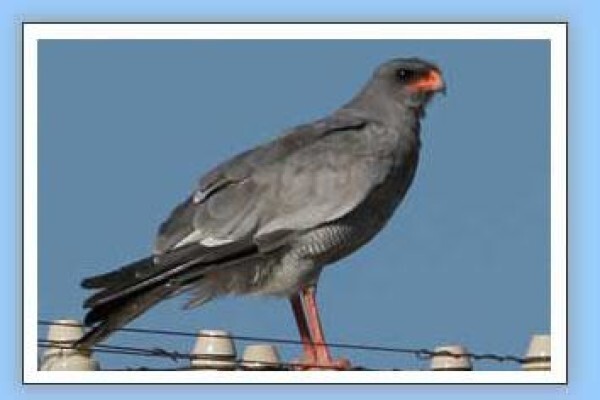 Bird-Watch Cape Tours