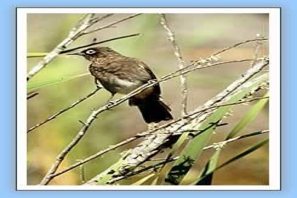 Bird-Watch Cape Tours
