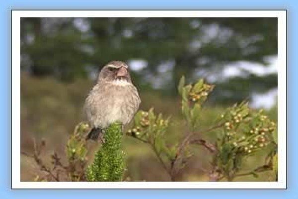 Bird-Watch Cape Tours