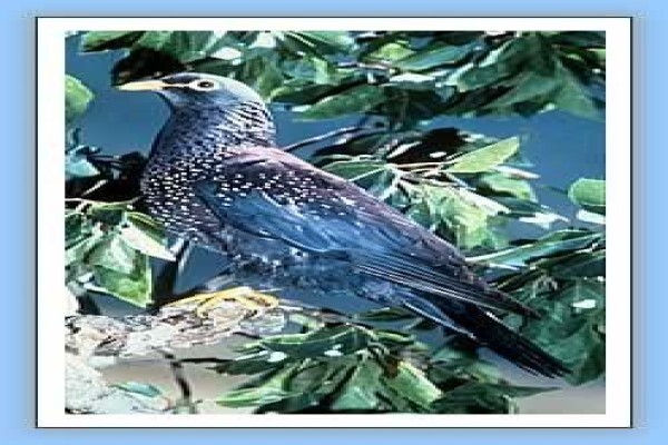 Bird-Watch Cape Tours