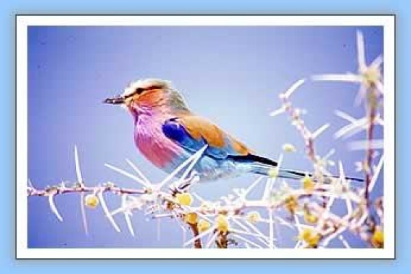 Bird-Watch Cape Tours