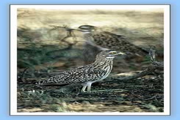 Bird-Watch Cape Tours