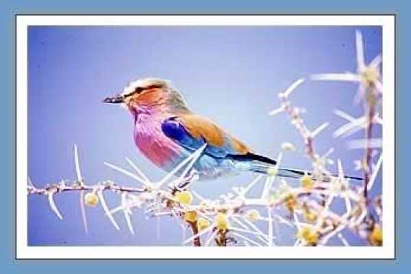 Bird-Watch Cape Tours