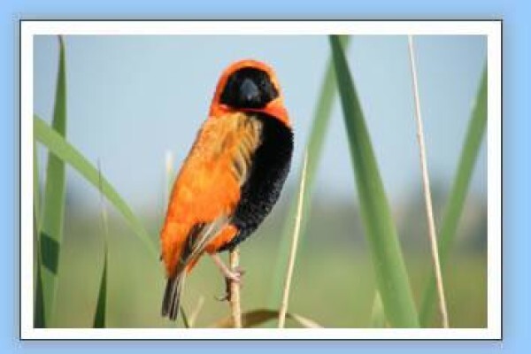 Bird-Watch Cape Tours