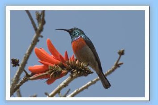 Bird-Watch Cape Tours