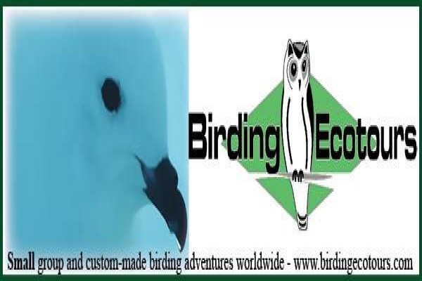 Bird-Watch Cape Tours