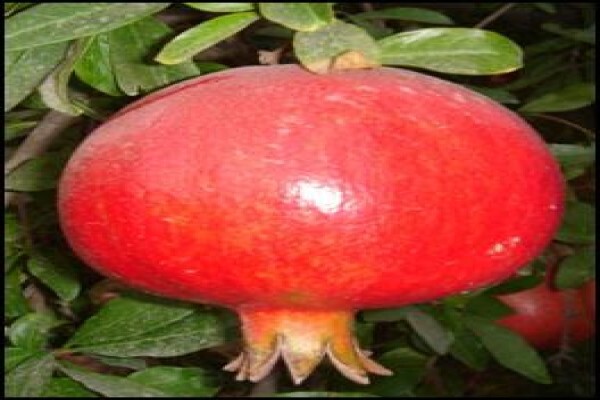 Alternafruit