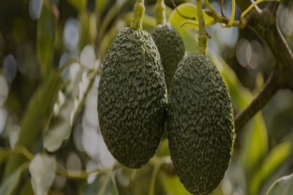 Fruits