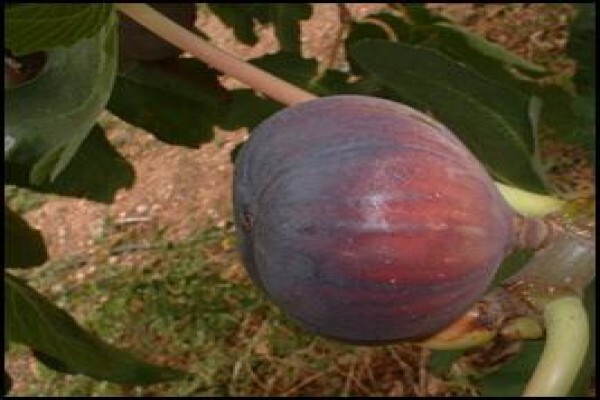 Alternafruit