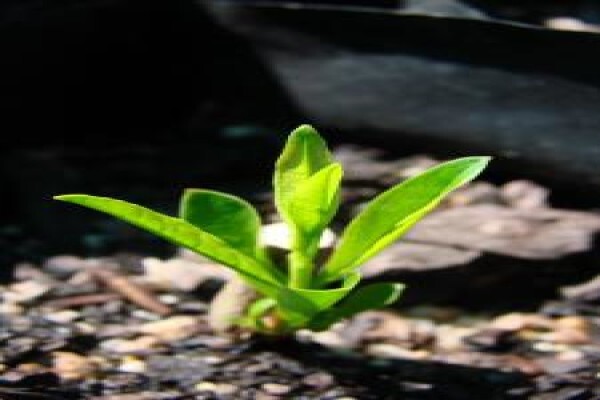 Alternafruit