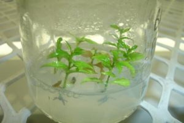 Alternafruit