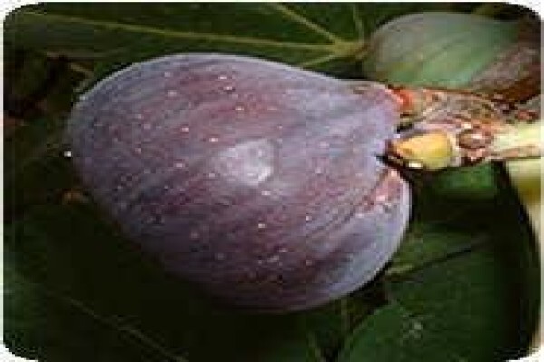 Alternafruit