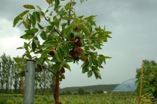 Alternafruit