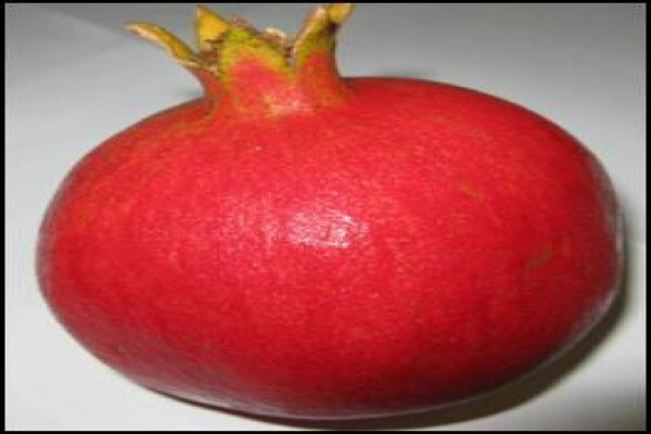 Alternafruit