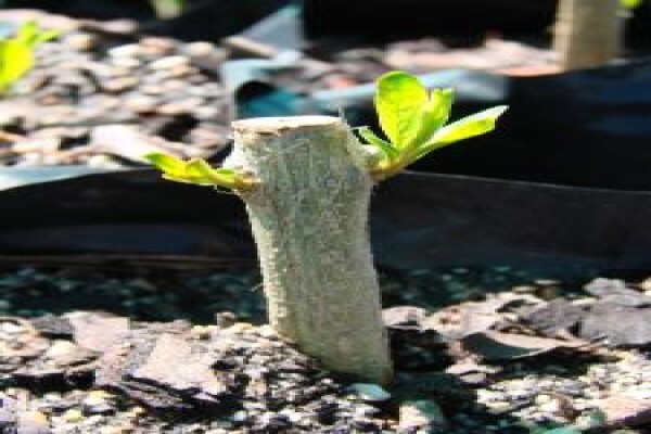 Alternafruit