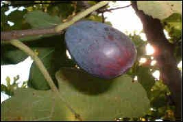 Alternafruit