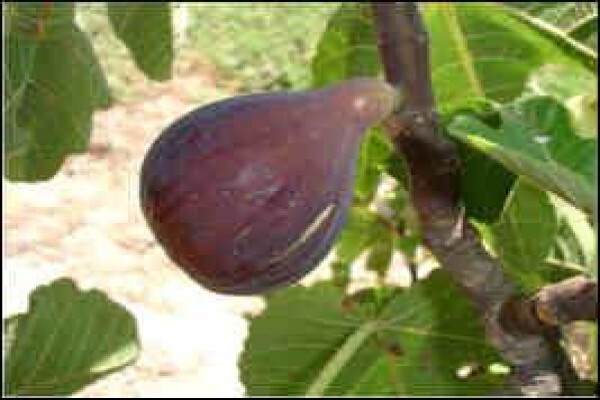 Alternafruit