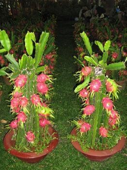 Dragon Fruit Nursery Pretoria