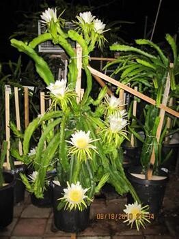 Dragon Fruit Nursery Pretoria