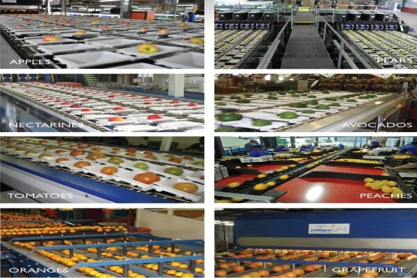 Lynx Fruit Grading Systems