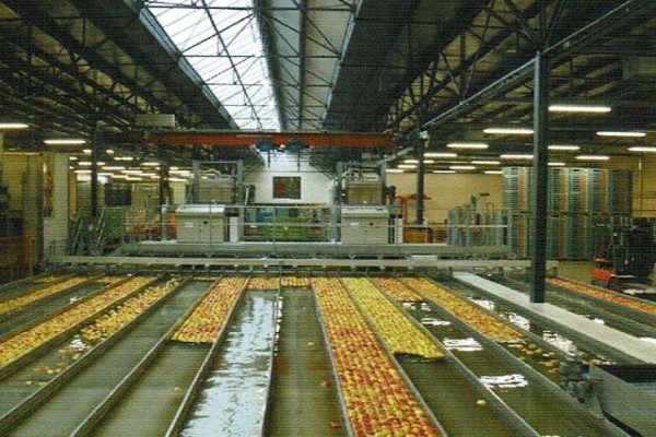 Ultrasort Fruit Grading Systems