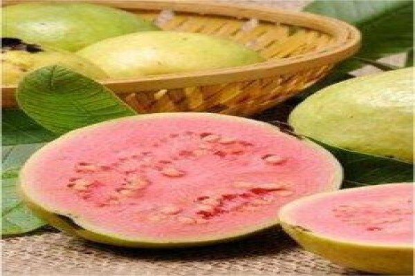 Guava Producers