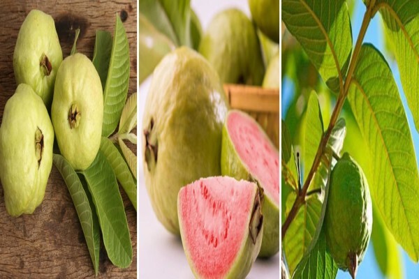 Guava Producers