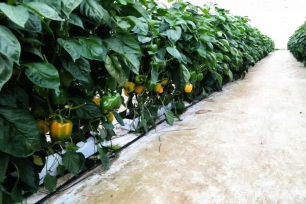 Loerie Processed Veg
