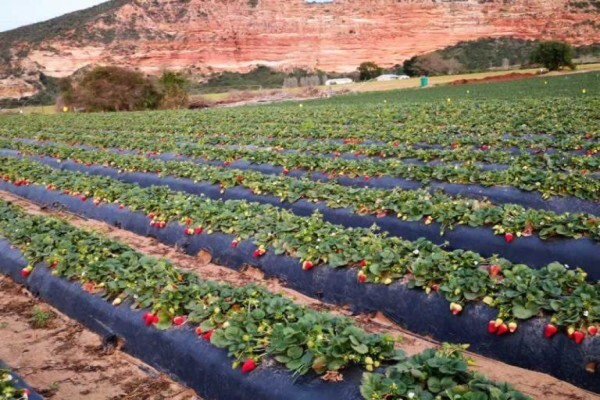 Loerie Processed Veg