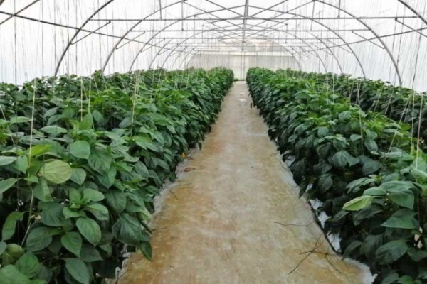 Loerie Processed Veg