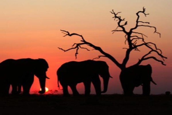 African Reservations