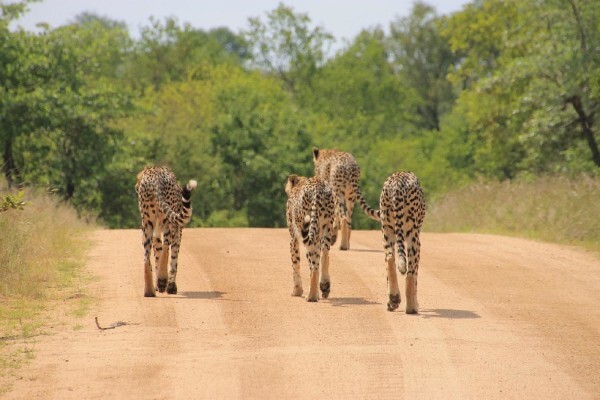 Eyethuyarona Travel & Tours