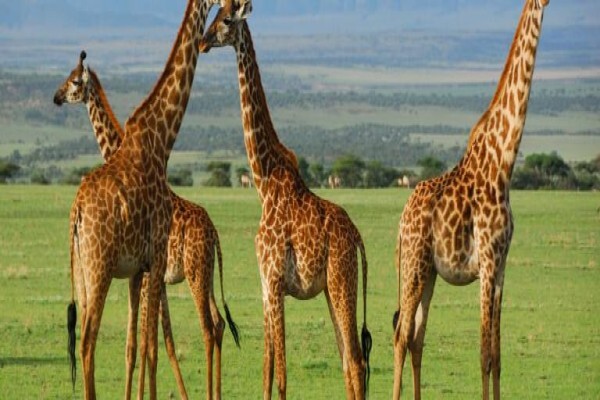 Nomad Adventure Tours & Holidays CC