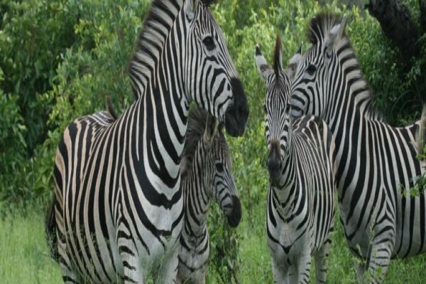 Nomad Adventure Tours & Holidays CC