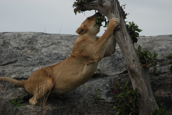 Worldwide Adventure Travel (Pty) Ltd