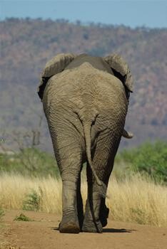 Avensa Tours And Safaris